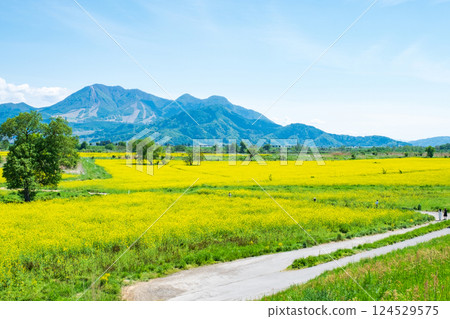 飯山市/常盤油菜田 124529575