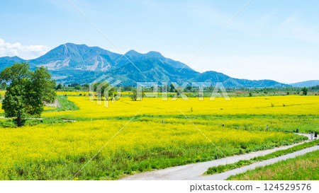Iiyama City Tokiwa Rapeseed Flower Field Iiyama City Tokiwa Rapeseed Flower Field 124529576