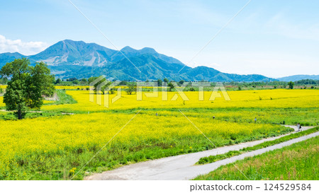Iiyama City Tokiwa Rapeseed Flower Field Iiyama City Tokiwa Rapeseed Flower Field 124529584