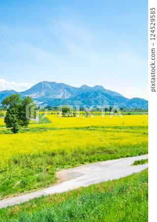 Iiyama City Tokiwa Rapeseed Flower Field 124529585