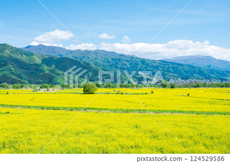 Iiyama City Tokiwa Rapeseed Flower Field 124529586