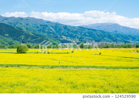 Iiyama City Tokiwa Rapeseed Flower Field 124529590