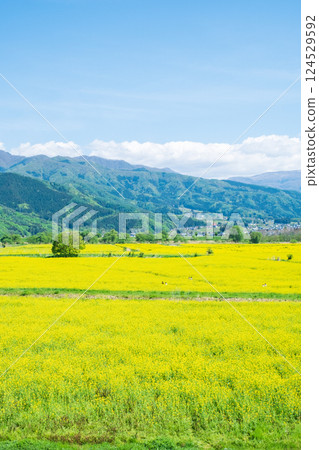 Iiyama City Tokiwa Rapeseed Flower Field Iiyama City Tokiwa Rapeseed Flower Field 124529592