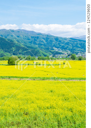 Iiyama City Tokiwa Rapeseed Flower Field 124529600