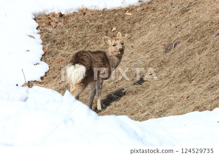 初春時節，小蝦夷鹿前來吃草 124529735
