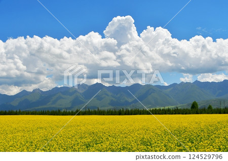 Photo of rapeseed fields in a valley in the Qilian Mountains, Qinghai Province, China Photo of rapeseed fields in a valley in the Qilian Mountains, Qinghai Province, China 124529796