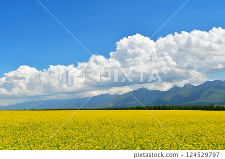 Photo of rapeseed fields in a valley in the Qilian Mountains, Qinghai Province, China 124529797