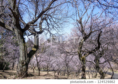 Plum blossoms in full bloom Plum blossoms in full bloom 124529862