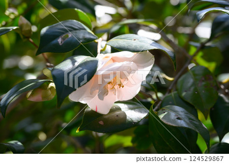 一朵白色的山茶花 一朵白色的山茶花 124529867