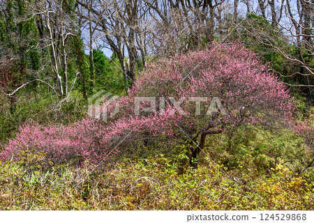 Pink flowering tree in the forest Pink flowering tree in the forest 124529868