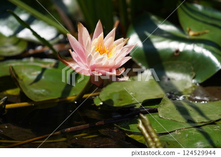 蓮花 蓮花 124529944