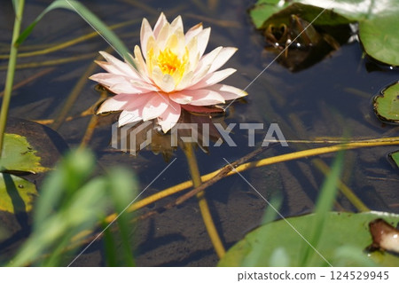 蓮花 蓮花 124529945