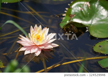蓮花 蓮花 124529946