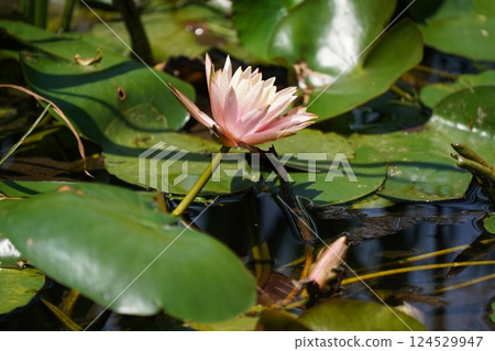 蓮花 蓮花 124529947