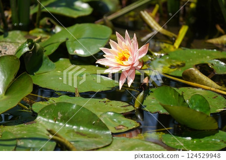 Lotus flower Lotus flower 124529948