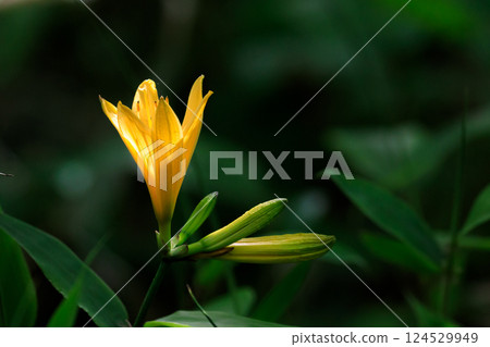 Niikappu Town, Hokkaido, Ezo day lilies, also known as Ezo day lilies [May] 124529949