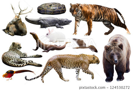 asia animals isolated asia animals isolated 124530272