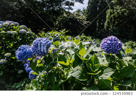 Under the bright sky after the rain, each one blooms into a magnificent flower. 124530963