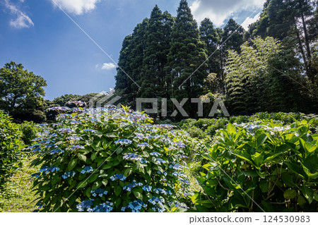 Under the bright sky after the rain, each one blooms into a magnificent flower. 124530983