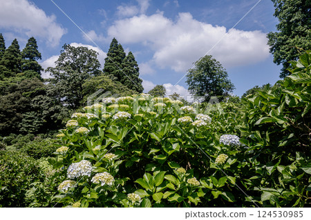 Under the bright sky after the rain, each one blooms into a magnificent flower. Under the bright sky after the rain, each one blooms into a magnificent flower. 124530985
