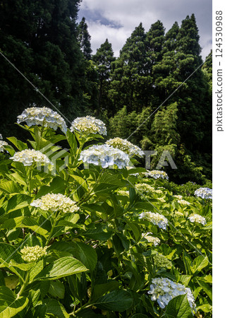 Under the bright sky after the rain, each one blooms into a magnificent flower. 124530988