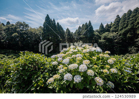 Under the bright sky after the rain, each one blooms into a magnificent flower. 124530989