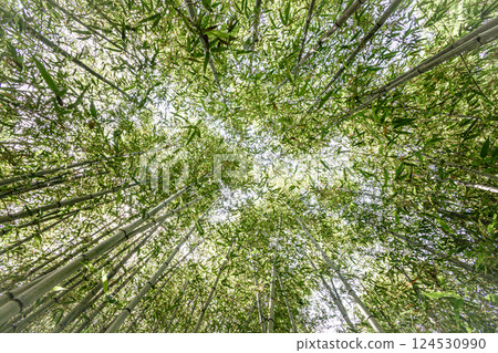 Under the bright sky after the rain, each one blooms into a magnificent flower. 124530990