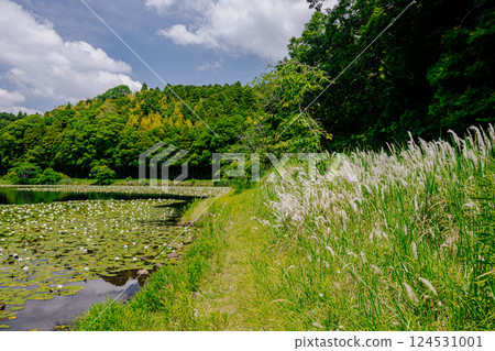 Under the bright sky after the rain, each one blooms into a magnificent flower. Under the bright sky after the rain, each one blooms into a magnificent flower. 124531001