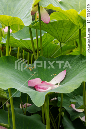 Under the bright sky after the rain, each one blooms into a magnificent flower. 124531039