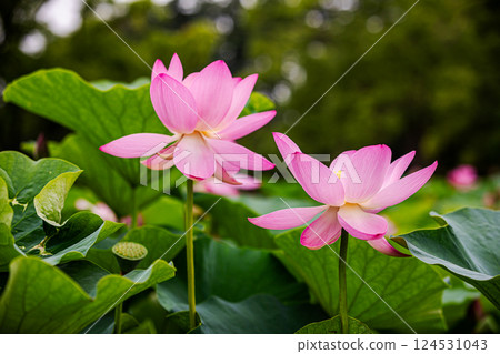 在雨後明媚的天空下，每一朵都綻放成一朵絢麗的花朵。 124531043