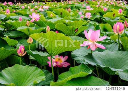 Under the bright sky after the rain, each one blooms into a magnificent flower. 124531046