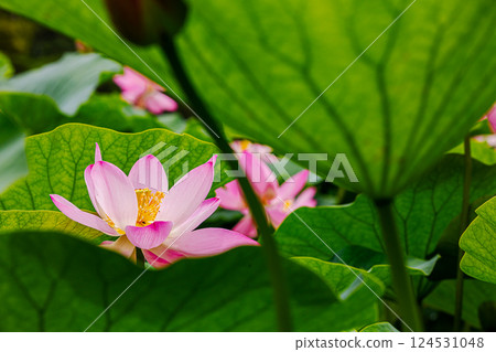 Under the bright sky after the rain, each one blooms into a magnificent flower. 124531048