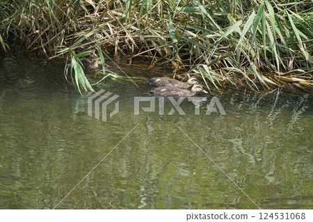 Dragonfly  124531068