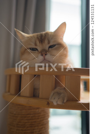 pet care concept with british cat relax and sleep in living room pet care concept with british cat relax and sleep in living room 124531131