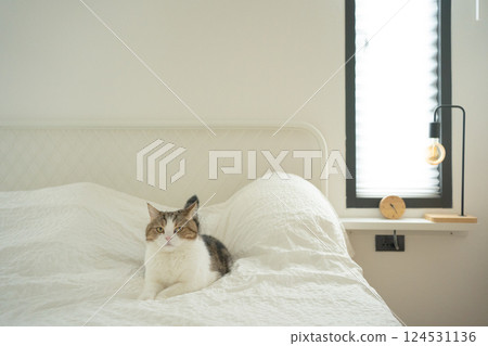 pet care concept with scottish cat relax and sleep on bed in bedroom 124531136