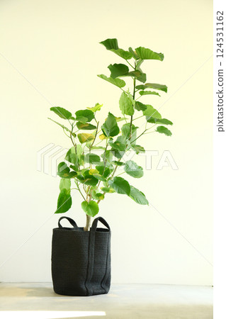 A simple space with potted plants 124531162