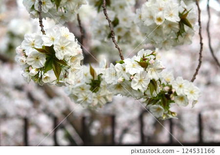 Cherry Blossom Passage and Double Cherry Blossoms at the Osaka Mint Bureau (Kanto Ariake) 124531166