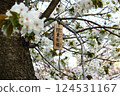 大阪造幣局的櫻花通道和八重櫻（關東有明）木牌 124531167