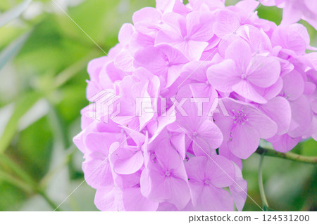 Light purple hydrangea close-up Light purple hydrangea close-up 124531200