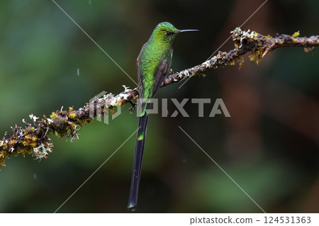 Green-streaked Hummingbird 124531363