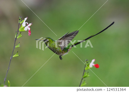 Green-streaked Hummingbird 124531364
