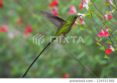 綠紋蜂鳥 124531368
