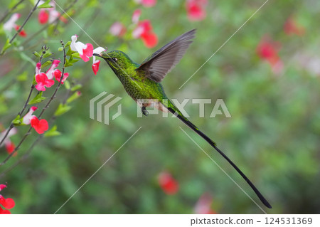 Green-streaked Hummingbird Green-streaked Hummingbird 124531369
