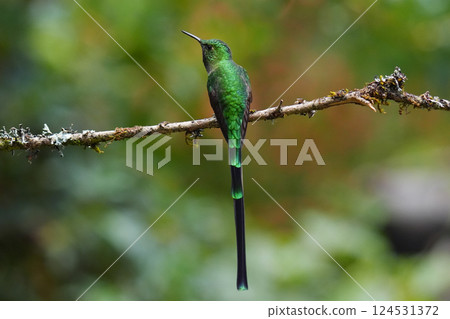 綠紋蜂鳥 124531372