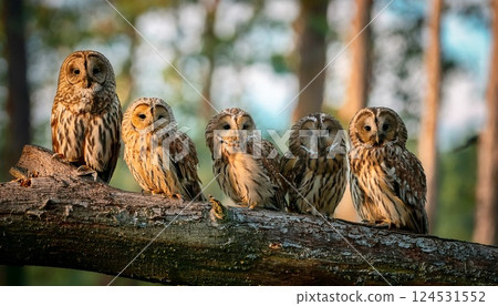 可愛的年輕貓頭鷹 124531552