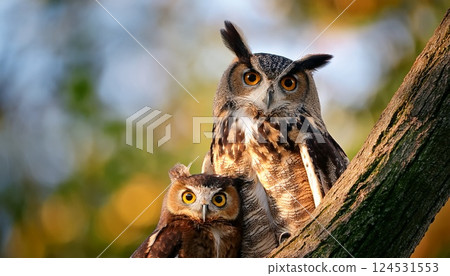 可愛的貓頭鷹 可愛的貓頭鷹 124531553