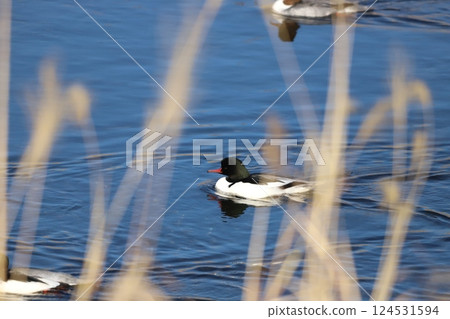 Merganser swimming in the river in winter Merganser swimming in the river in winter 124531594