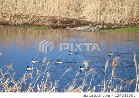 A flock of common mergansers swimming in a winter river A flock of common mergansers swimming in a winter river 124531595