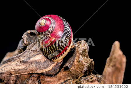 Colorful Nerite Shell on Driftwood 124531600