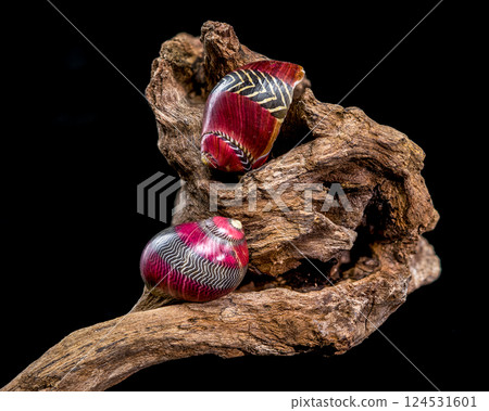 Colorful Nerite Shell on Driftwood Colorful Nerite Shell on Driftwood 124531601